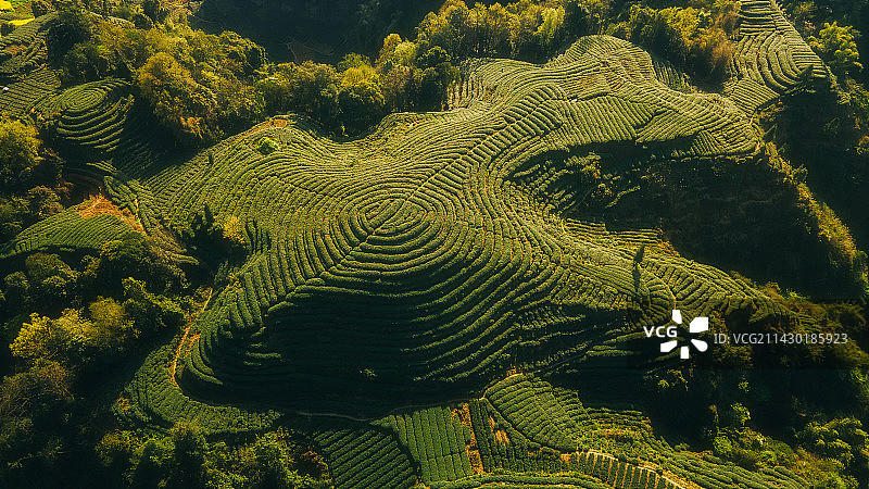 四川省雅安市名山春季茶园航拍大地指纹图片素材