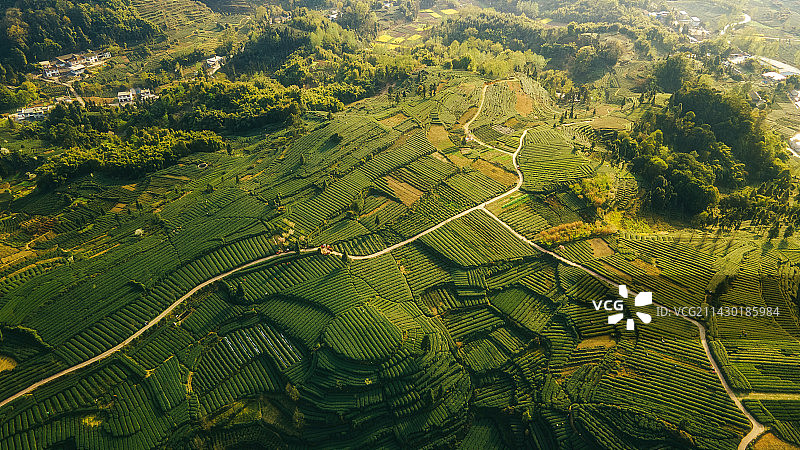 四川省雅安市名山春季茶园航拍大地指纹图片素材