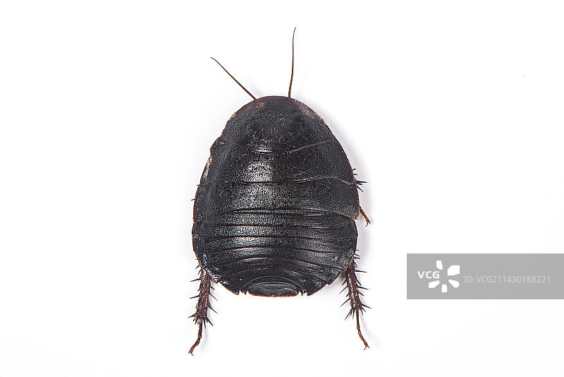 白色背景上的一只土元土鳖虫图片素材
