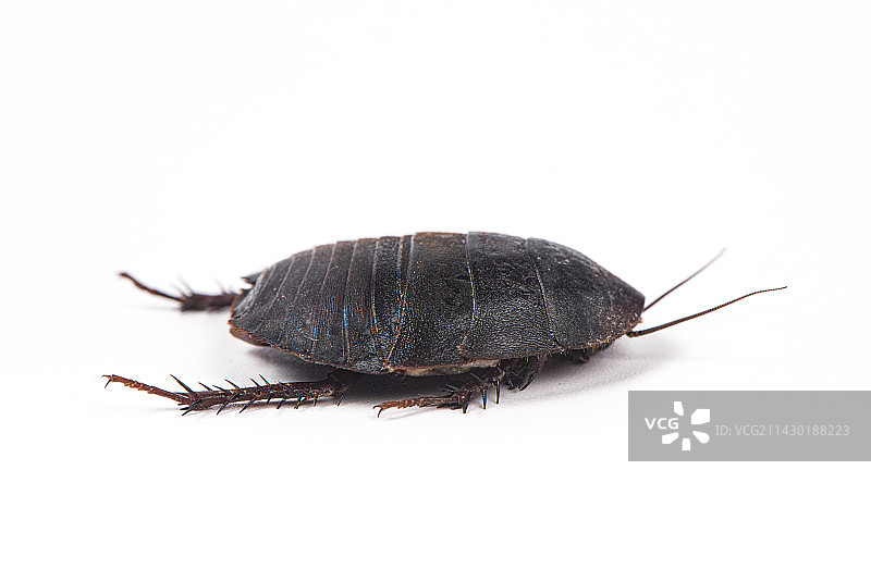 白色背景上的一只土元土鳖虫图片素材