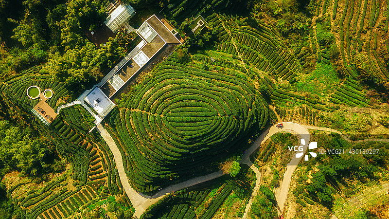 四川省雅安市名山春季茶园航拍大地指纹图片素材