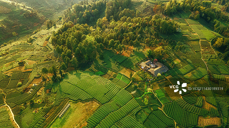 四川省雅安市名山春季茶园航拍大地指纹图片素材