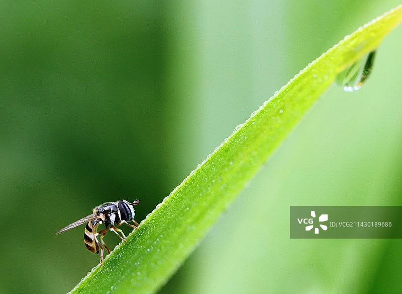 蓄势待发的食蚊蝇图片素材