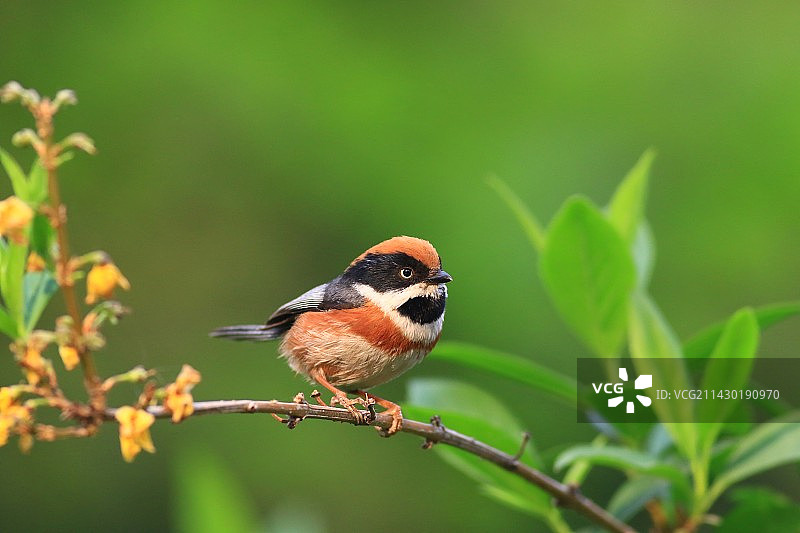 鸟是一种流动的花 迎春花上的红头长尾山雀图片素材