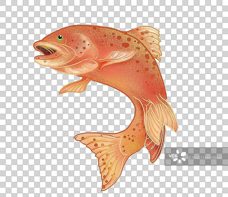 石斑鱼海鱼肌理插画免扣图片素材