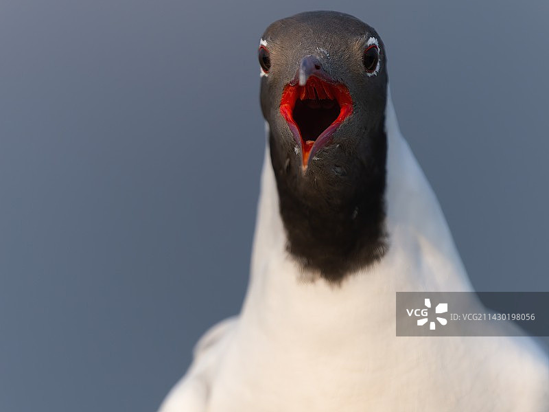 红嘴鸥图片素材