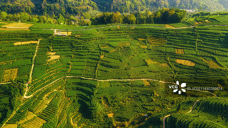 四川省雅安市名山春季茶园航拍大地指纹图片素材