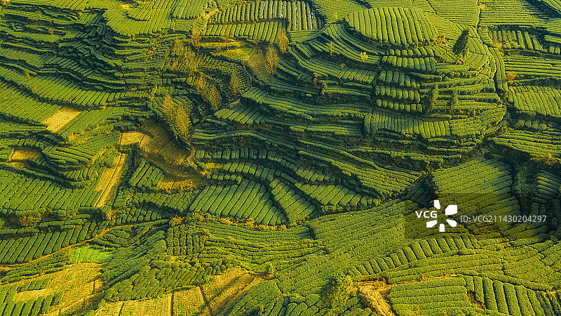 四川省雅安市名山春季茶园航拍大地指纹图片素材