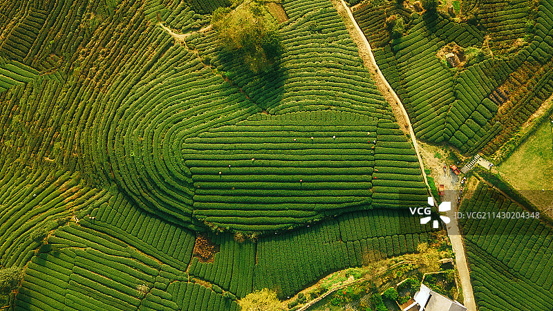 四川省雅安市名山春季茶园航拍大地指纹图片素材