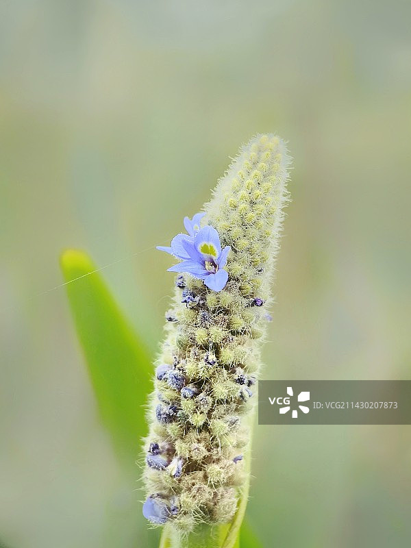 春天里的无名植物图片素材