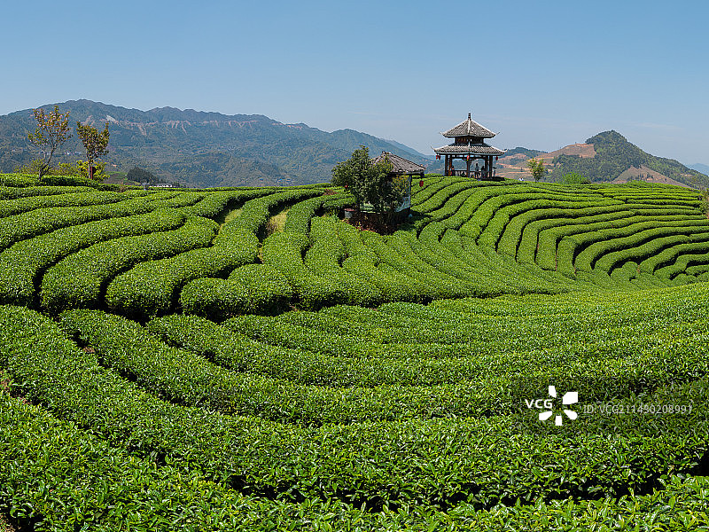 三江布央茶园图片素材