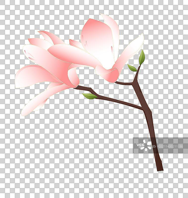 玉兰花花卉图片素材