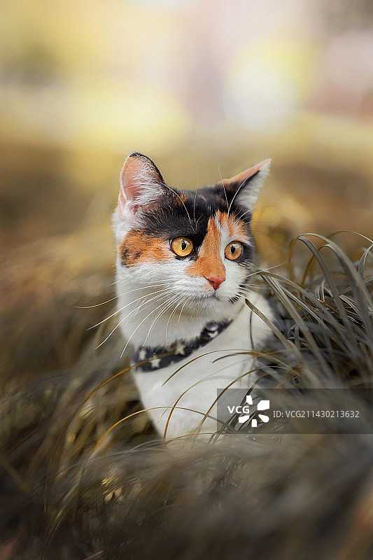 猫的特写肖像图片素材