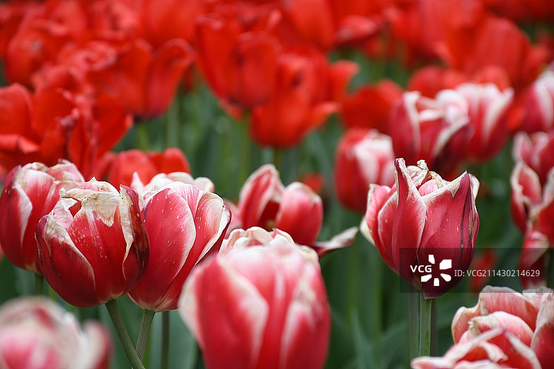 汤湖公园图片素材