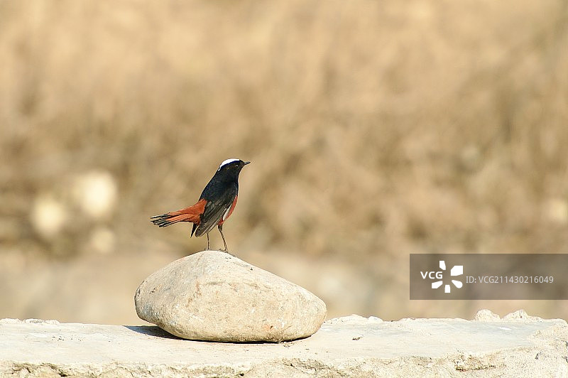 鸟栖息在岩石上的特写镜头图片素材