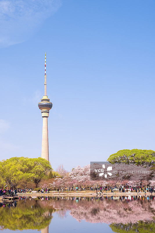 春天北京玉渊潭公园樱花盛开与中央电视塔同框图片素材