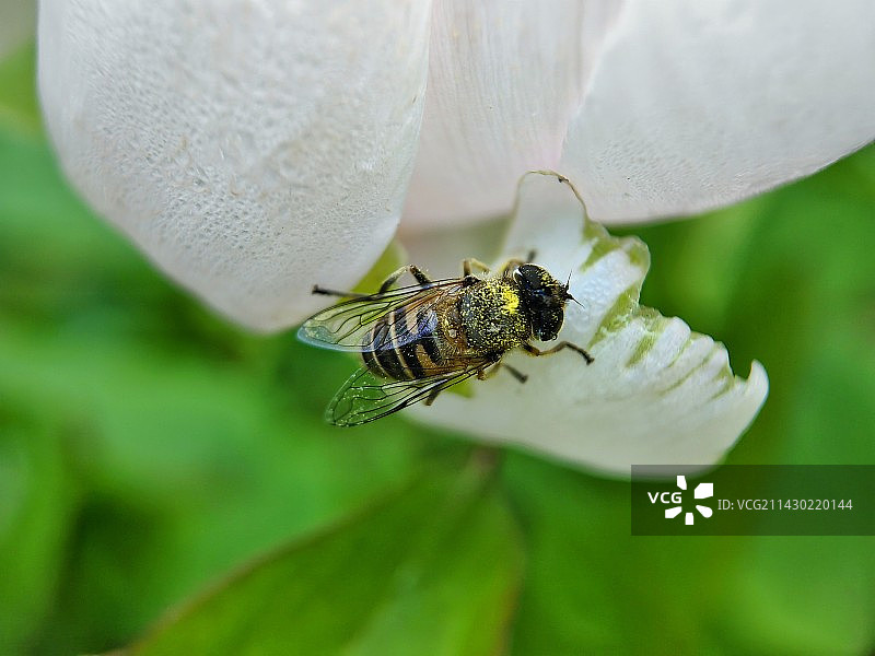 授粉后小憩的蜜蜂图片素材