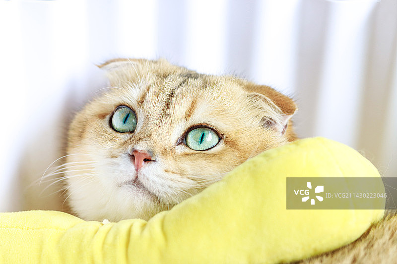 金渐层折耳猫图片素材