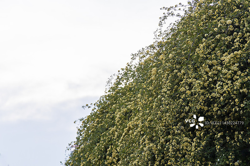南京玄武湖的木香花开了图片素材