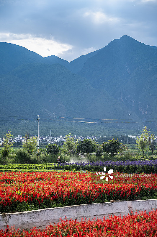 云南大理的花海图片素材