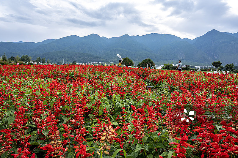云南大理花语牧场的花海图片素材