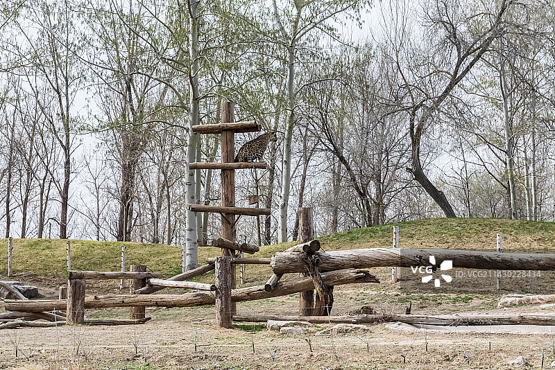 一只花豹图片素材