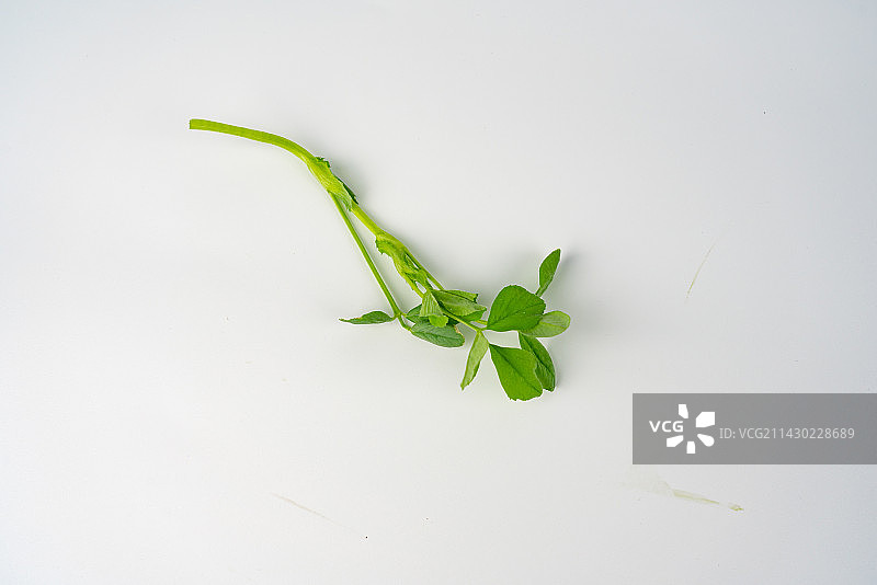 苜蓿苗新鲜苜蓿图片素材