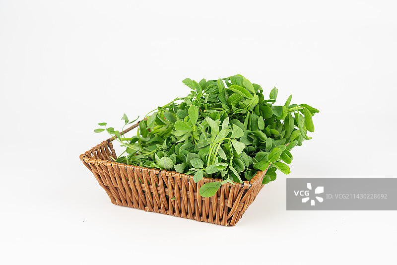 苜蓿苗新鲜苜蓿图片素材