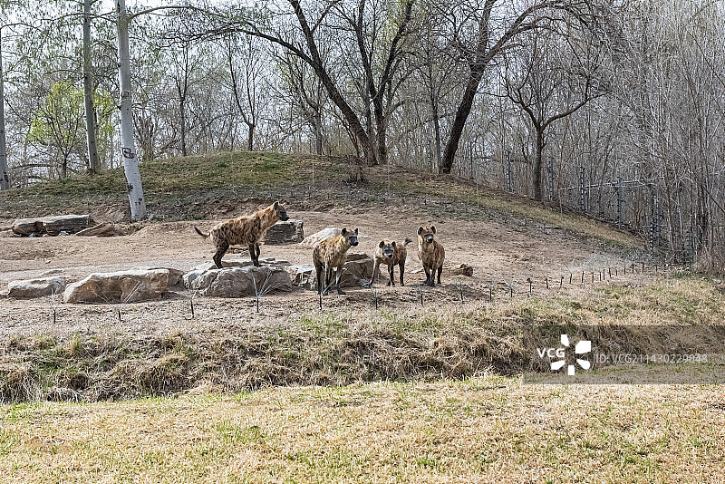 一群鬣狗图片素材