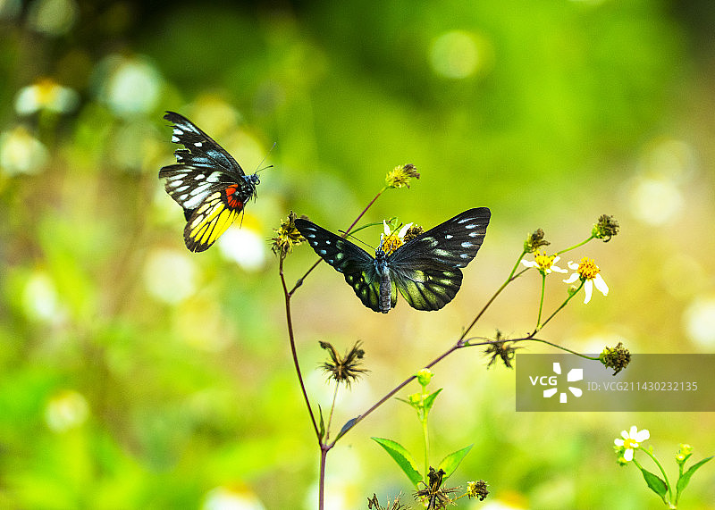 梁山伯与祝英台，化蝶的特写镜头图片素材