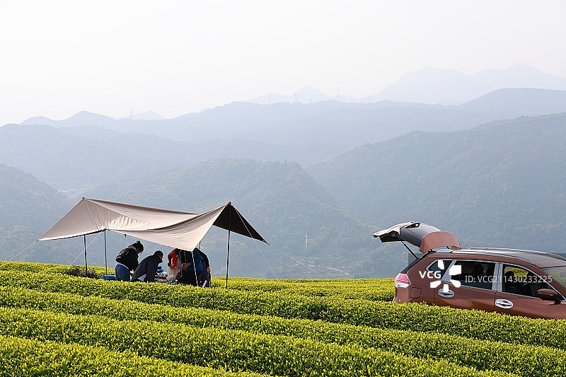 春天在茶山上户外露营的人们搭起天幕图片素材