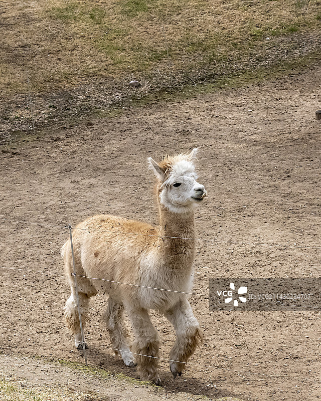 一只羊驼图片素材
