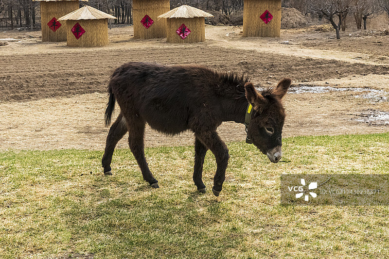一头小毛驴图片素材