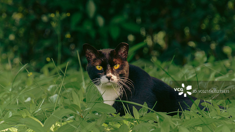 广州东山湖公园猫猫图片素材