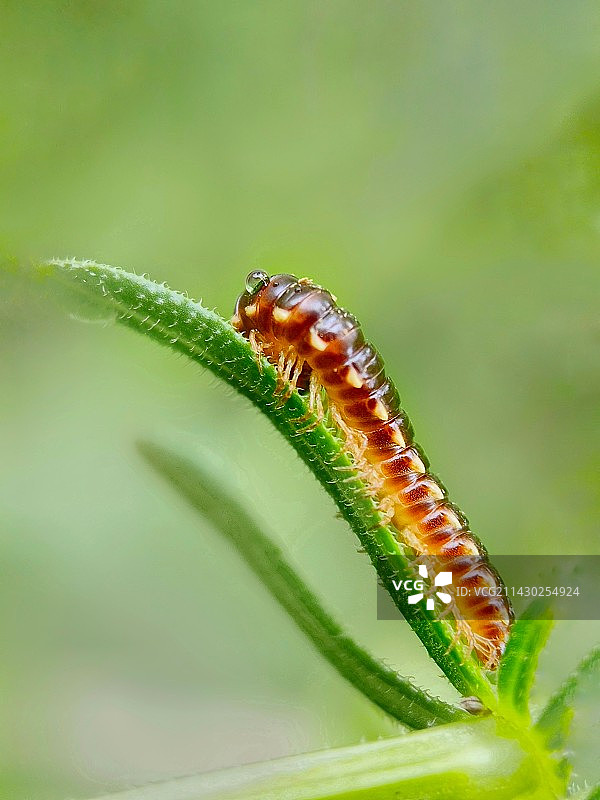 马陆（千足虫）图片素材