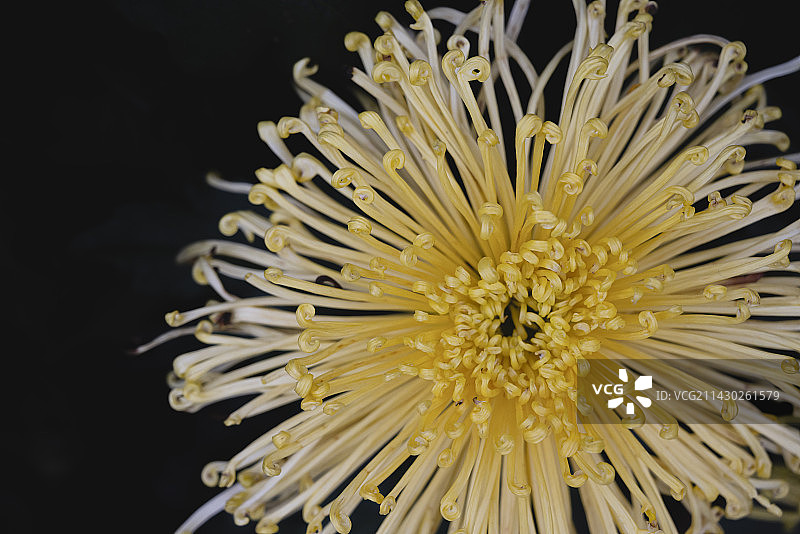 人民公园菊花图片素材