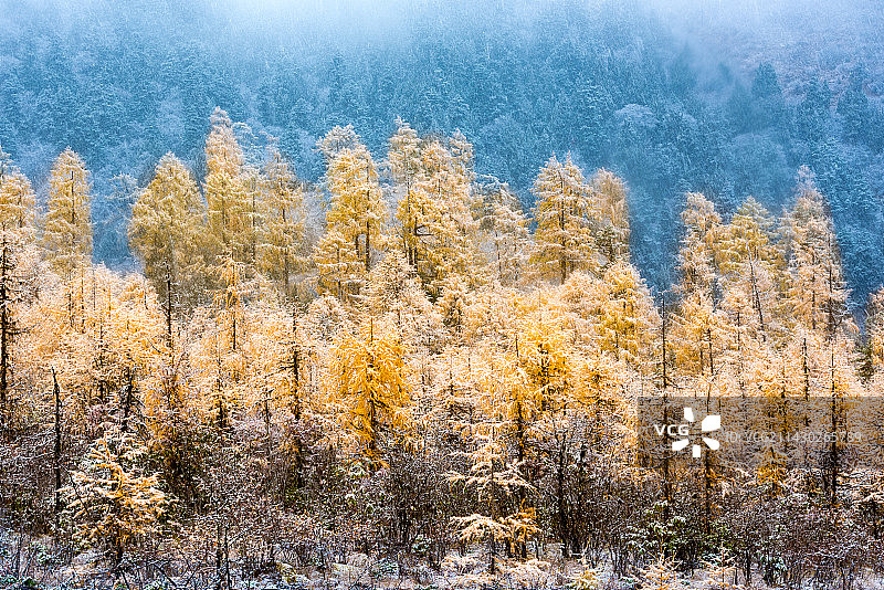 毕棚沟秋天的第一场雪图片素材