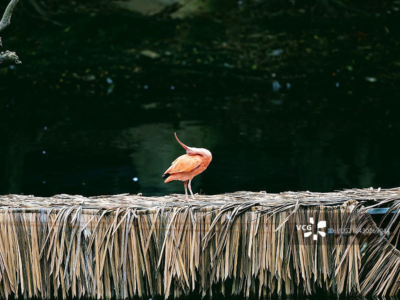 美洲红鹮栖息在木头上的特写镜头图片素材