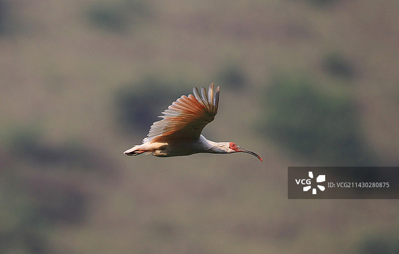 40多年保护让朱鹮再次飞翔图片素材