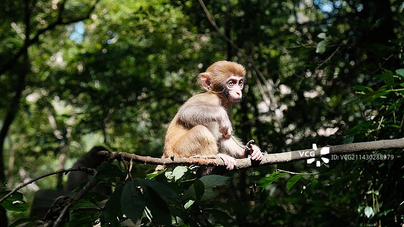 张家界猕猴图片素材