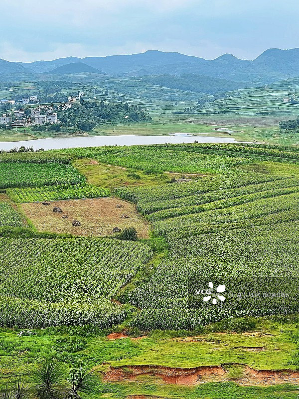 农业田顶天景观图片素材