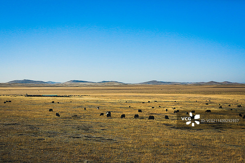 诺尔盖大草原图片素材