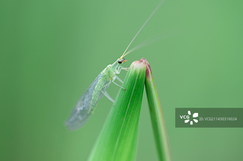 羽化失败的草蛉图片素材