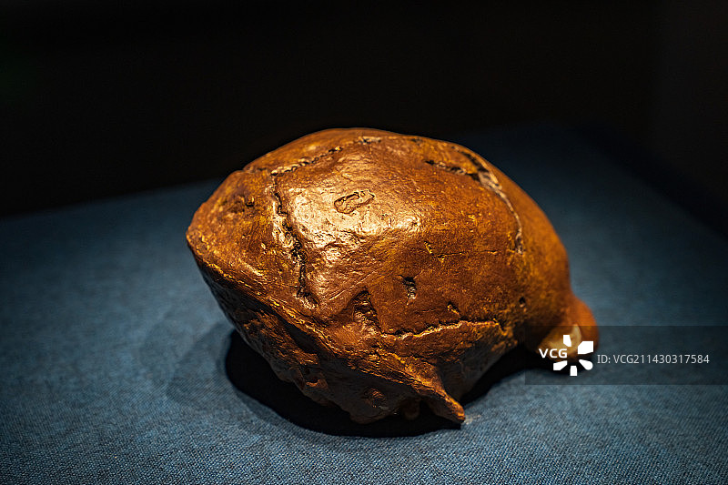 北京周口店遗址第1地点出土，周口店遗址博物馆藏文物——“北京人”Ⅲ号头盖骨（旧石器时代）图片素材