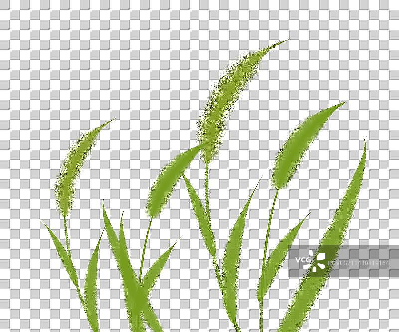 狗尾巴草素材图片素材