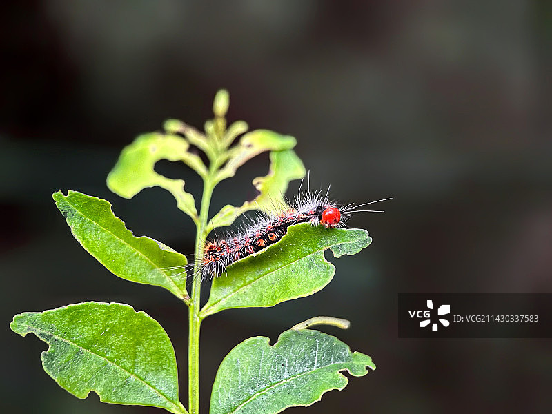 绿色植物上的毒蛾幼虫 毛虫特写图片素材
