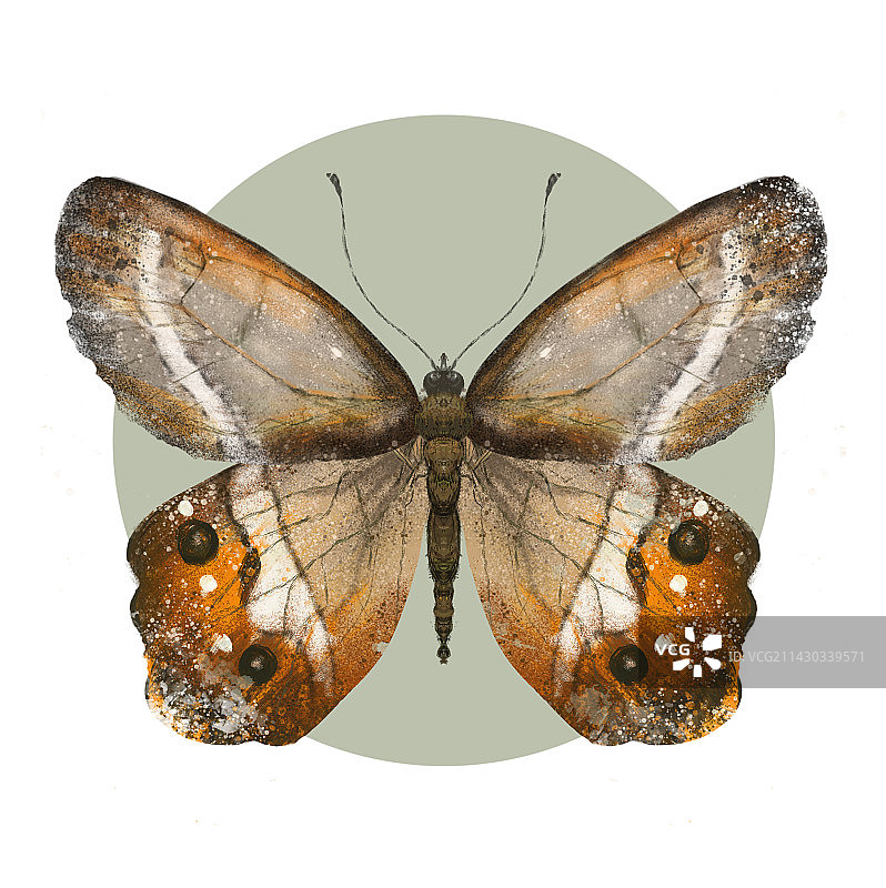 蝴蝶图案插画设计图片素材