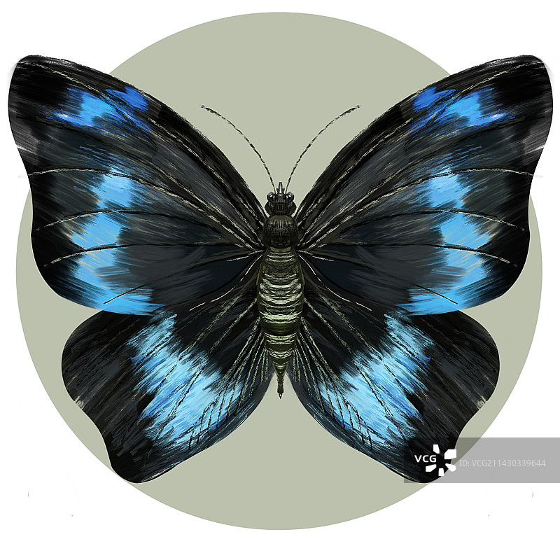 蝴蝶图案插画设计图片素材