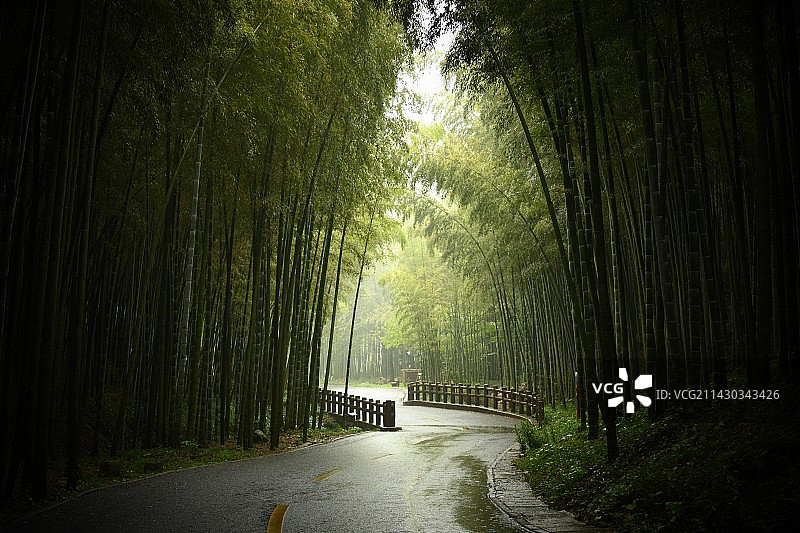 宜兴竹海图片素材