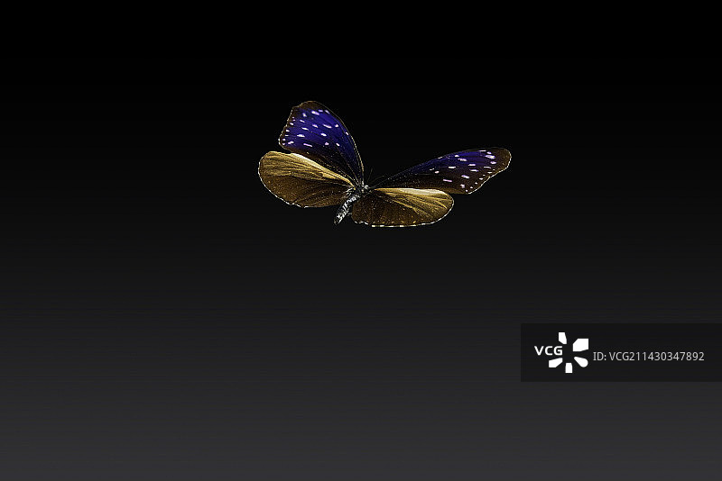 多彩的昆虫，蝴蝶，标本图片素材